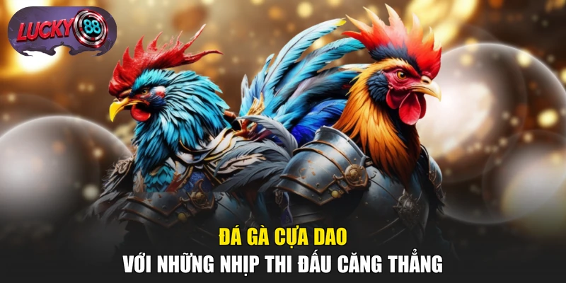 Đá gà cựa dao với những nhịp thi đấu căng thẳng