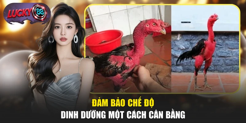 Đảm bảo chế độ dinh dưỡng một cách cân bằng