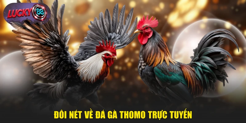 Đôi nét về đá gà Thomo trực tuyến