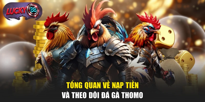 Tổng quan về nạp tiền và theo dõi đá gà Thomo